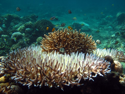Some of the more severe impacts of marine heatwaves might include coral bleaching.
