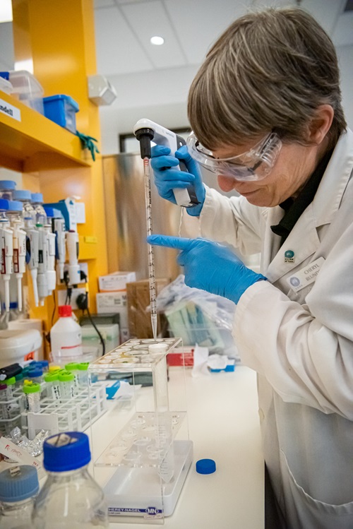Cheryl Blundell isolating wheat protoplasts at a CSIRO Black Mountain laboratory.