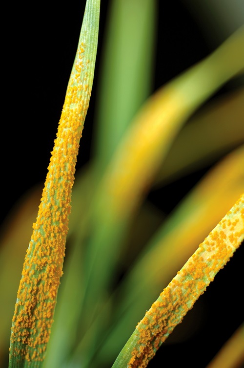Image of stem rust disease on wheat. 