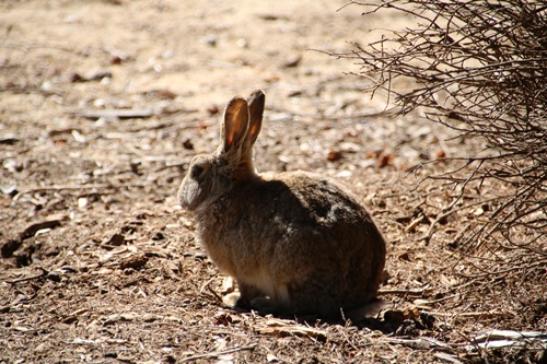 The nine-year program is the longest-running citizen science survey of rabbit diseases in the world.