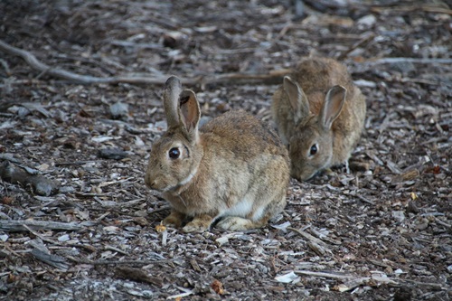 Feral rabbits compete with native animals, cause plant biodiversity loss, reduce crop yields and cost the agricultural industry around $239 million per year.