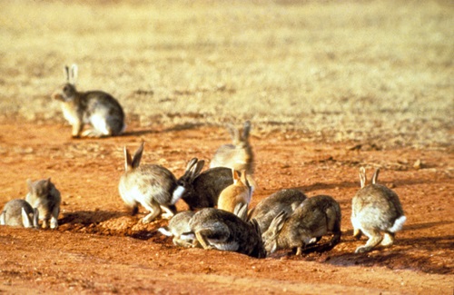 Feral rabbits are one of the most destructive invasive pest species in Australia.   