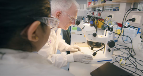 The milestone marks a new era in sugarcane breeding and was driven by an international research consortium.