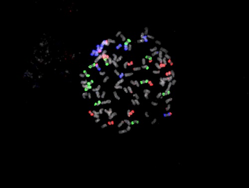 Sugarcane complex chromosome structure with three differents chromsomes.