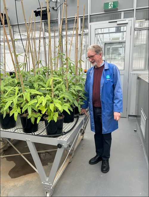 CSIRO researchers are among a global team of scientists and agricultural leaders developing improved crop varieties for smallholder farmers in sub-Saharan Africa.