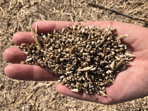 Invasive snail shells close up after grain crop harvest.