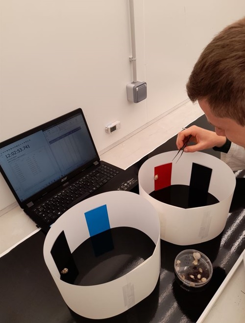 Snails in the colour test arena in the CSIRO laboratory with French scientist Cedric Kosciolek. Each trial gave the snails a choice of black and another colour.