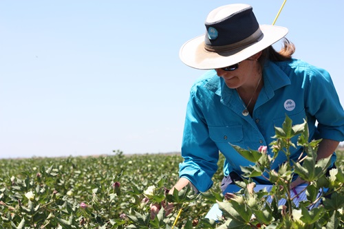 Plant breeders play a crucial role in ensuring the long-term success of crops.