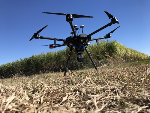 Drone over sugar cane farm