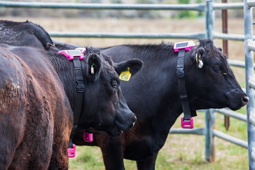 Cattle displaying wearable technology - eGrazor collars and Ceres Tag smart ear tags