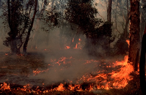 Bushfire