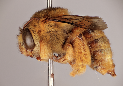 Native Bee