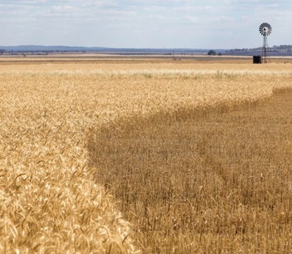 Dry crop with weeds and a windmill in the distance