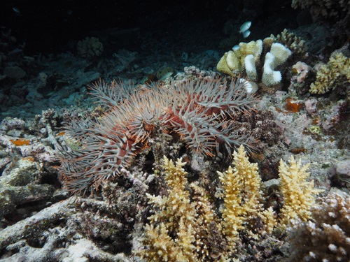 Crown-of-thorn starfish on bleached coral with a yellow, black and white striped fish passing.