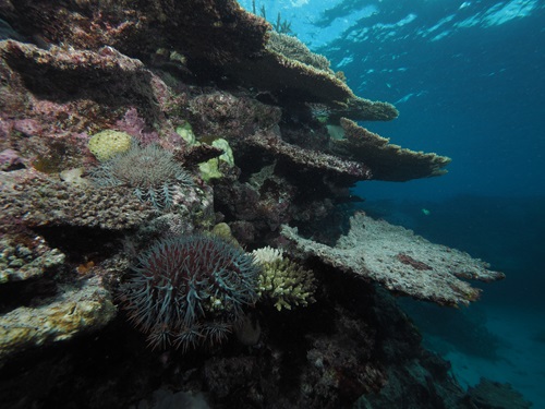 Layers of coral jutting out with a Crown-of-thorn starfish hanging on in the foreground, water's surface in the background
