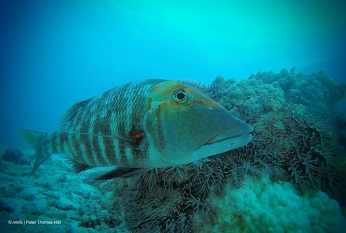 Fish swimming over coral in blue lit water