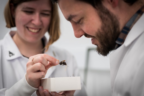 Bonnie Koopmans and Dr Daniel Dashevsky curating insects in Australian National Insect Collection.