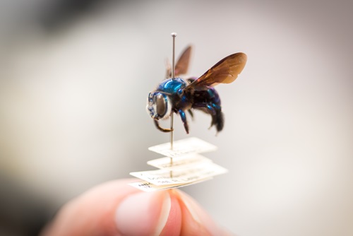 Close-up of a metallic blue bee specimen mounted on a pin with identification labels, held carefully by a person’s fingers.