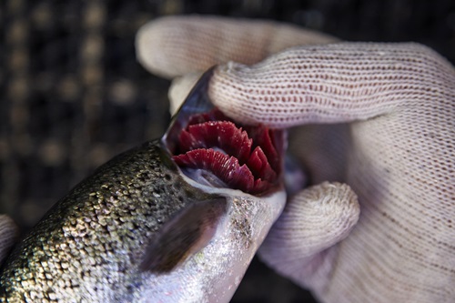 Atlantic salmon being checked for gill disease, with a gloved hand pulling back the gill to show the red frill of the gills.