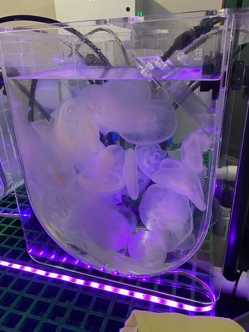 Jelly fish in a container list with a purple light