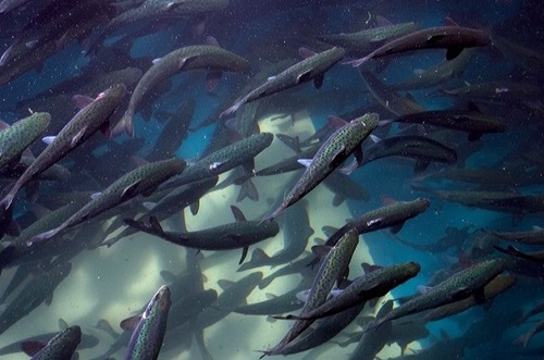 Atlantic salmon swimming in purpose-built gill disease challenge systems.  