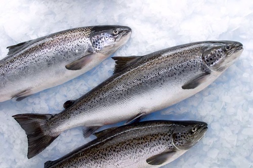 Three Atlantic salmon on ice