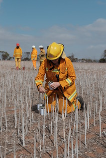 Person in the foreground in protective gear and hard hat working on equipment in a field of crop stubble. Colleagues also in protective gear in standing in the background.