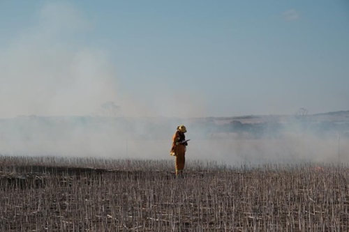 Person in protective gear in a field of crop stubble with smoke from experimental fire burn.