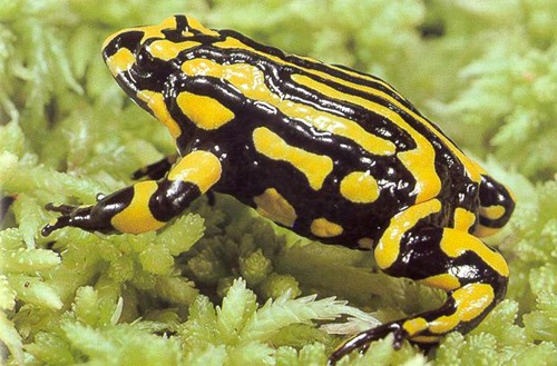 yellow and black corroboree frog on a bed of moss