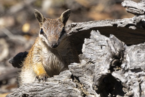 Numbat sitting in an old log looking toward the camera