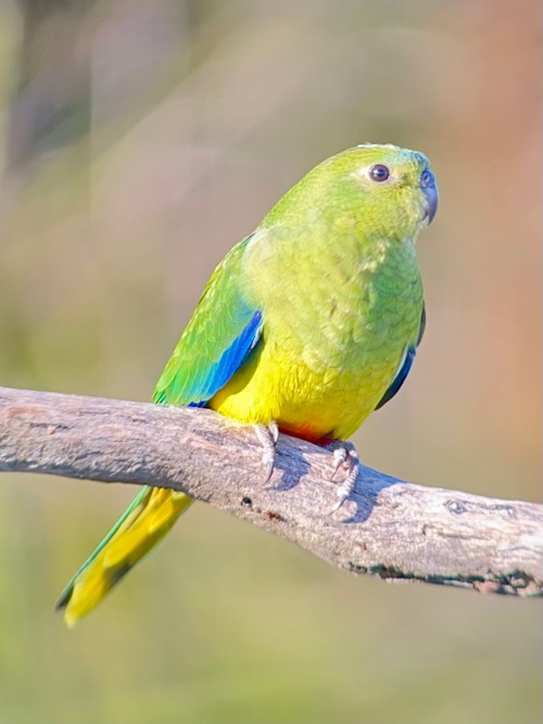 Yellow parrot with greener wings with a tinge of blue, on a branch