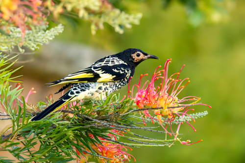 Bird with black and white feathers and yellow highlights on a banksia branch with red orange flower