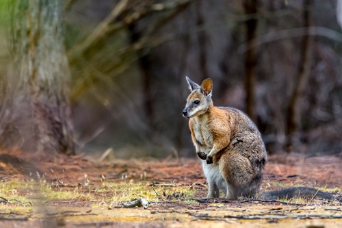 Tamar wallaby in bush clearing