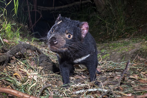 Close up of Tasmanian Devil at night