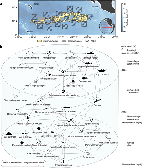 Diagram of ocean and seafloor ecosystem structure in the Clarion–Clipperton zone.