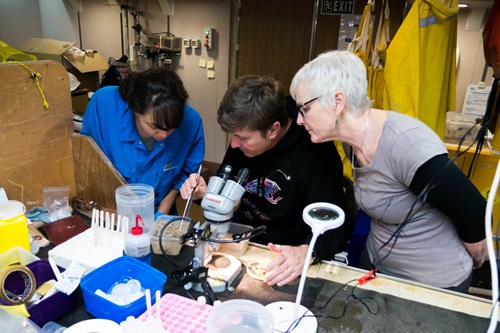 Three scientists studying brittle stars under a microscope. 