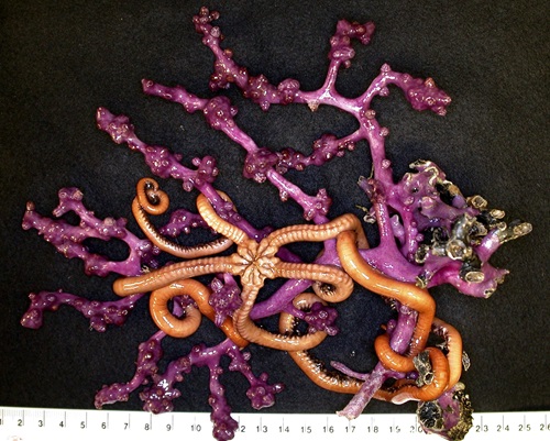 Purple coral and brittle star