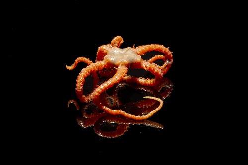 Close up image of brittle star.