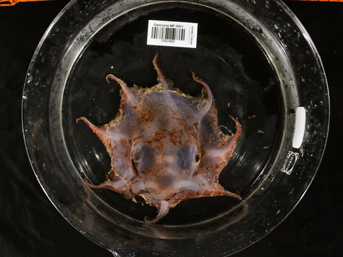 Top of the newly described octopus species. 