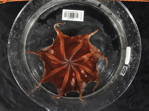 Underside of the new octopus species. 