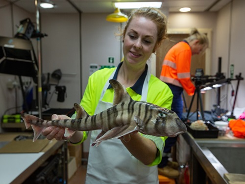 Woman holding a painted hornshark.