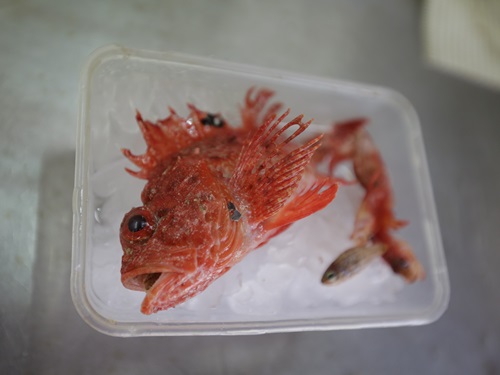 The Parallel-spine Scorpionfish.