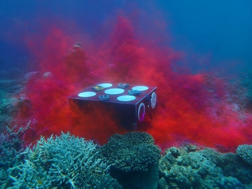 Pink dye plumes coming from a box placed among coral.