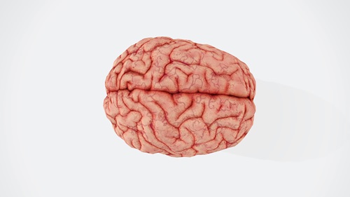 The brain