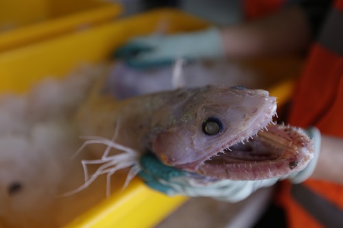 A fish with big teeth being held by a person.
