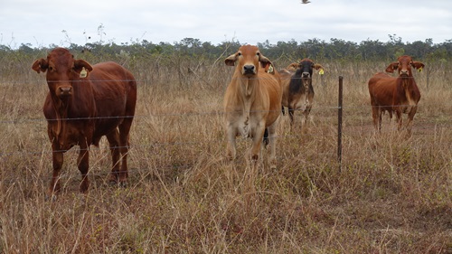 Brahman and Brahman-cross cattle in a paddock. 