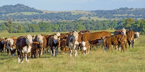 A herd of cattle grazing in a green pasture with rolling hills and scattered trees in the background. The cattle vary in colour and breed, representing typical livestock in Australian grazing systems. 