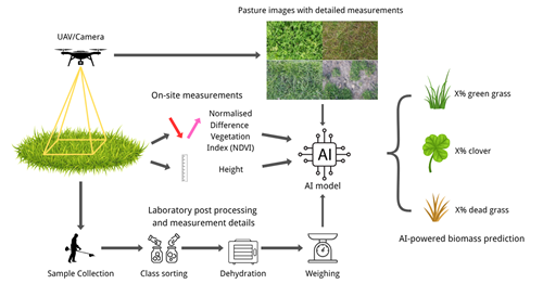 An infographic illustrating the full data pipeline for the AI pasture biomass challenge. It shows how pasture imagery and data are collected using both UAVs (drones) and in-field sampling methods. The infographic includes examples of the types of pasture images used to train AI models, showing variations in vegetation, and visual outputs from the models, such as biomass composition maps. The graphic highlights the integration of remote sensing and ground-truth data to support smarter grazing decisions. 