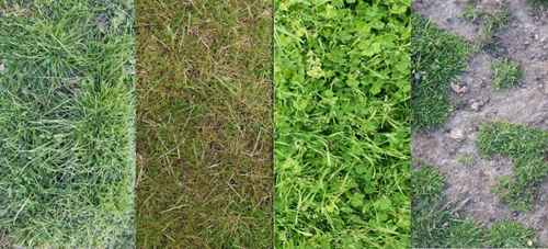Four sample pasture images showing variations in ground cover: lush green grass, dry sparse grass, dense clover-like vegetation, and patchy grass with exposed soil. These samples illustrate the diversity of pasture conditions used to train AI models for biomass estimation. 