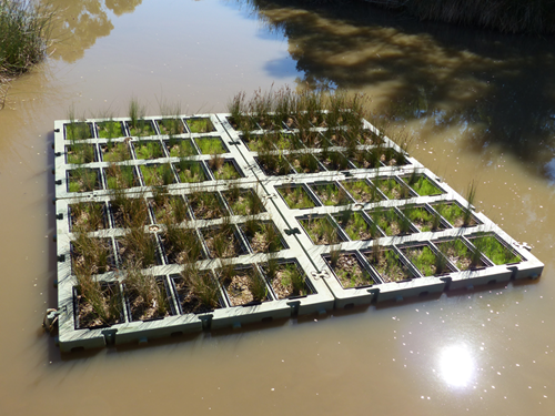 Plastic grid structure with plants, floating on muddy-coloured water